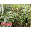 青花椒怎么育苗青花椒苗哪里|青花椒苗怎么賣？