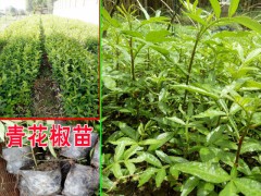 青花椒怎么育苗青花椒苗哪里|青花椒苗怎么賣？圖2