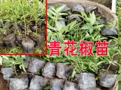 哪里花椒苗便宜?青花椒苗市場價格行情圖3