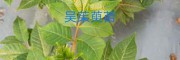 臨滄吳茱萸_云南吳茱萸特優(yōu)8號小苗13887043679