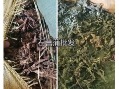 云南桑白皮批發(fā)/石菖蒲—仙茅價格圖2