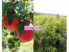 麗江雪桃苗廠家*麗江雪桃苗種植基地圖1