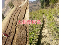 云南車厘子-大櫻桃苗基地：黑珍珠白玉珍珠/拉賓斯-早大果櫻桃圖3