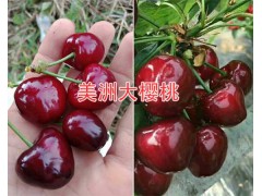 2018優(yōu)質(zhì)大櫻桃品種：美洲大櫻桃&紅寶石櫻桃圖2