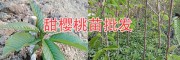 供應四川明珠大櫻桃苗、砂蜜脫、美早、布魯克斯—云南大甜櫻桃苗