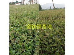 獨定子抗病增產(chǎn)營羊肥料#金鐵鎖專用除草劑廠家圖3