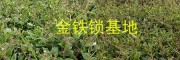 獨定子增產(chǎn)營養(yǎng)肥#金鐵鎖植物蛋白酚批發(fā)