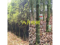 文山八月桂6-7公分&紅花木蓮16-20公分銷售_云南綠化樹圖3