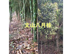 八月桂花樹(shù)一棵多少錢(qián)#云南八月桂批發(fā)圖3