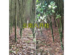 文山八月桂6-7公分&紅花木蓮16-20公分銷售_云南綠化樹圖1