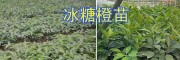 冰糖橙嫁接苗-營養(yǎng)缽苗：玉溪錦紅/錦蜜冰糖橙苗基地