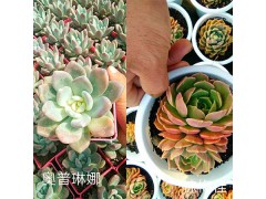 云南多肉植物批發(fā)：奧普琳娜-棕梅桂#百會(huì)錦-笨吧多肉圖1