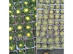 昆明哪里多肉植物多、質(zhì)量好？—肖家營村姐妹園藝多肉大棚基地圖1