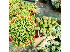 多肉植物自產(chǎn)自銷-昆明多肉植物盆景品種齊全價格優(yōu)惠圖2