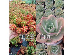 云南大型多肉植物批發(fā)基地-昆明進(jìn)口多肉銷售圖2