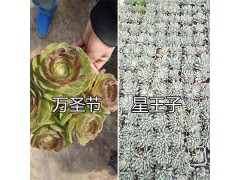 昆明多肉植物大棚基地：姐妹園藝多肉植物圖2