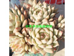 多肉植物怎么養(yǎng)更好_多肉植物缺水會(huì)怎么樣？圖2