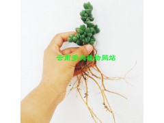 |多肉植物怎么養(yǎng)更好|多肉植物缺水會怎么樣?[權威認證]圖2