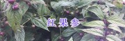 紅果參（蜘蛛果）圖片-紅果參產(chǎn)地/云南紅果參種植基地