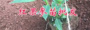 哪里紅果參苗多？紅果參馴化苗銷售-云南紅果參組培苗