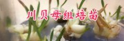 川貝母價(jià)格-規(guī)格#云南川貝母種苗人工繁育