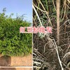 紅豆杉袋苗批發(fā)—云南紅豆杉種植技術(shù)-13888362805