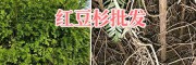 云南紅豆杉袋苗銷售：1.2-2.5m紅豆杉-昆明紅豆杉報價