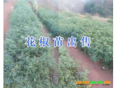 云南麗江九葉青花椒苗供應(yīng)基地圖1