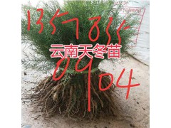 哪里有大天冬苗賣？干天冬種子-麗江天冬中藥材種植基地圖3