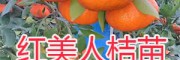 紅美人桔苗銷售——紅河開遠(yuǎn)紅美人柑橘苗