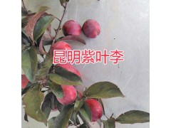 紫葉李批發(fā)-昆明水果紫葉李_云南圖3