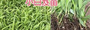 云南白芨|組培馴化苗優(yōu)質(zhì)三叉白芨|白芨苗批發(fā)價格