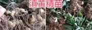 滇黃精育苗移栽—出售云南滇黃精苗-每畝251公斤根莖