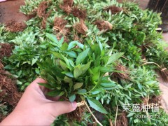 昆明哪里有青花椒苗？_青花椒苗廠家批發(fā)[免費(fèi)技術(shù)指導(dǎo)]圖2