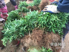 昆明哪里有青花椒苗？_青花椒苗廠家批發(fā)[免費(fèi)技術(shù)指導(dǎo)]圖3