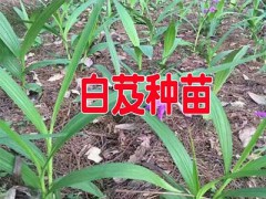 曲靖紫花白芨苗：會(huì)澤白芨小苗銷售圖2