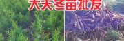 麗江天冬種植品種、高產(chǎn)天冬苗供應