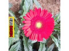 云南紅\紅色妖姬廠家批發(fā)價格[免費報價表]_紅色妖姬|菊派王/香檳/紫靈[權(quán)威認(rèn)證]圖3