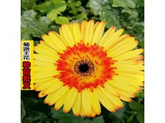 云南花卉苗木批發(fā)市場(chǎng)_云南香檳花種植基地圖2