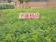 紫花三叉白芨種苗—麗江三叉白芨苗_云南白芨苗產(chǎn)地圖3