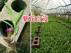 寬葉大白芨批發(fā)-紫花白芨苗報價_云南白芨苗產(chǎn)地圖2