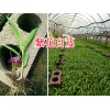 云南紫花白芨直播苗-寬葉白芨苗批發(fā)15924791418