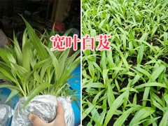 寬葉大白芨批發(fā)-紫花白芨苗報價_云南白芨苗產(chǎn)地圖1