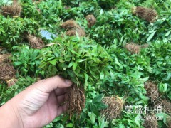 水富縣哪里有花椒苗_昭通市昭陽區(qū)榮盛種植專業(yè)合作社圖3