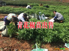 綏江花椒苗基地_綏江青花椒苗出售-云南青花椒小苗圖3