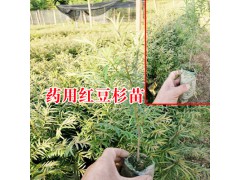 紅豆杉種苗多少錢?_紅豆杉種苗怎么種植圖2