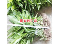 春砂仁佳種植時(shí)間是什么時(shí)候?圖2