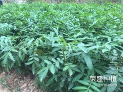 鹽津縣哪里有花椒苗[免費技術(shù)指導]_榮盛種植[權(quán)威認證]圖3