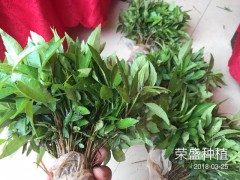 巧家縣哪里有花椒苗[免費技術(shù)指導]_榮盛種植[權(quán)威認證]圖3