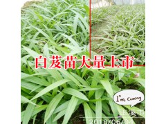 白芨種苗價格多少錢?一畝白芨地產(chǎn)值利潤是多少?圖2